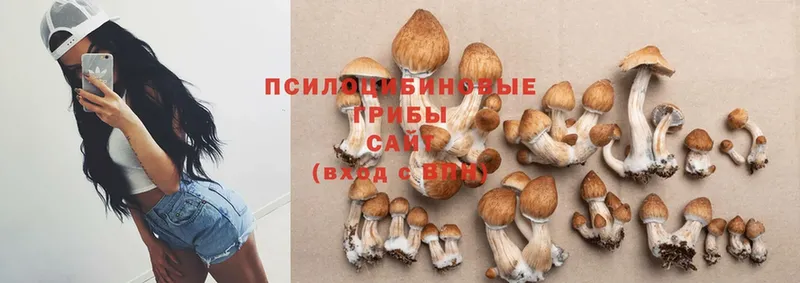 Псилоцибиновые грибы Psilocybe  Мичуринск 